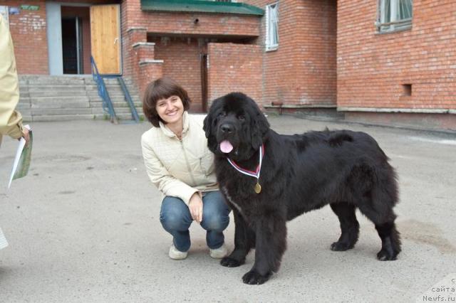 Фото: ньюфаундленд Lubimaya Moya s Berega Dona (Любимая Моя с Берега Дона)