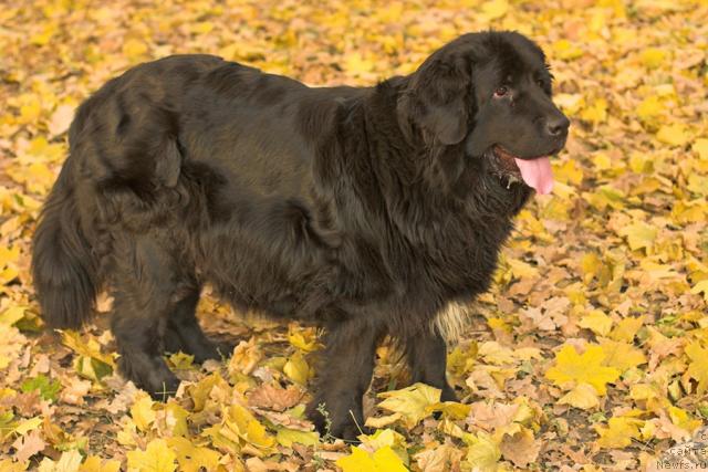 Фото: ньюфаундленд Vojdi Atlantidyi Gabbi (Вожди Атлантиды Габби)