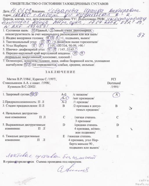 Фото: ньюфаундленд Plushevaya Panda Debra (Плюшевая Панда Дэбра)