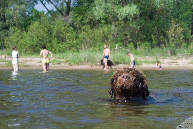 Фото: ньюфаундленд Lesnaya Skazka Izol'da (Лесная Сказка Изольда)