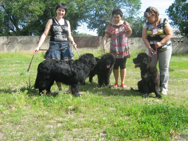 Фото: Инна с Диланом, Irina Kezich (Ирина Кезич), Арго, Farida Siryazeva (Фарида Сирязева), ньюфаундленд Love Story iz Tihogo Omuta (Лав Стори из Тихого Омута)