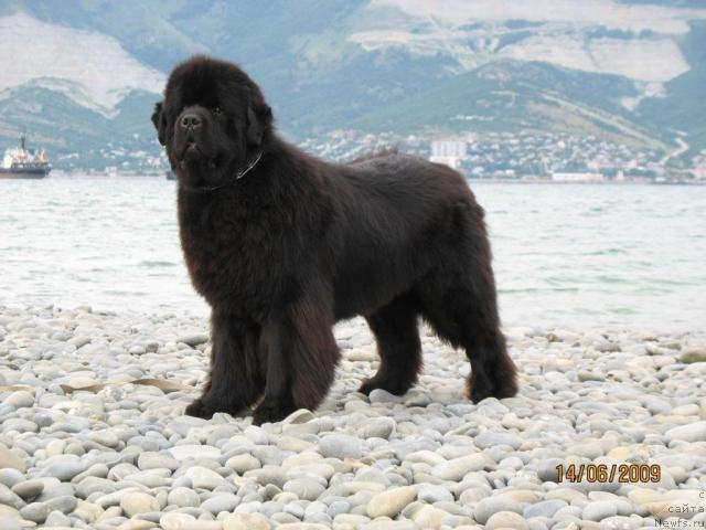 Фото: ньюфаундленд Knyaz Dodon s Berega Dona (Князь Додон с Берега Дона)