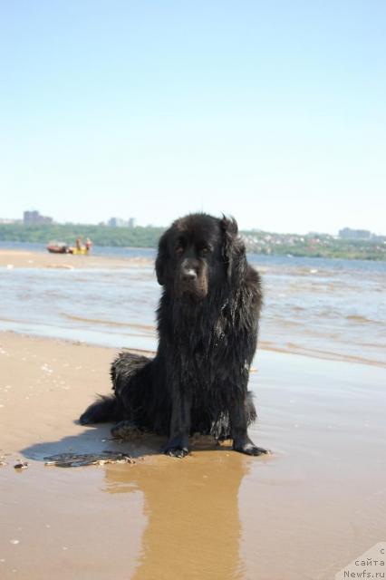 Фото: ньюфаундленд Lesnaya Skazka Raskrasavica (Лесная Сказка Раскрасавица)