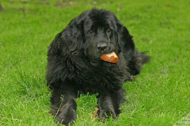 Фото: ньюфаундленд Vojdi Atlantidyi Gabbi (Вожди Атлантиды Габби)