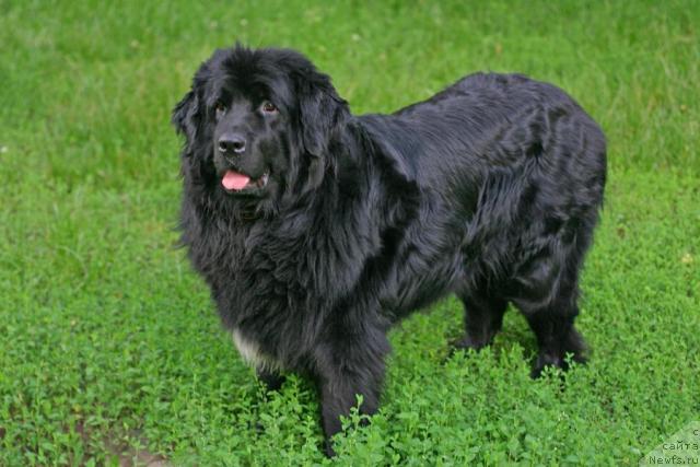 Фото: ньюфаундленд Vojdi Atlantidyi Gabbi (Вожди Атлантиды Габби)