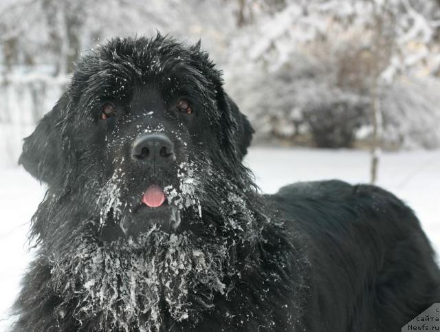 Фото: ньюфаундленд Vojdi Atlantidyi Gabbi (Вожди Атлантиды Габби)
