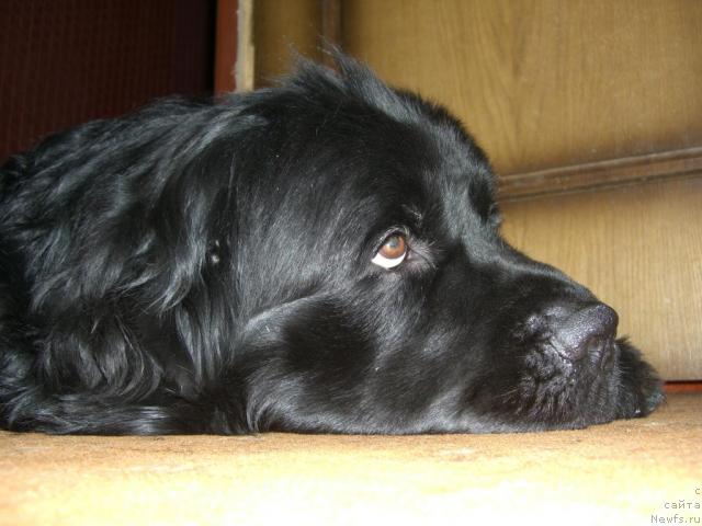 Фото: ньюфаундленд Smigar Pantiak Premium (Смигар Пантиак Премиум)