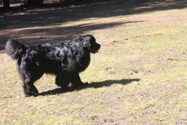 Фото: ньюфаундленд Smigar Pantiak Premium (Смигар Пантиак Премиум)