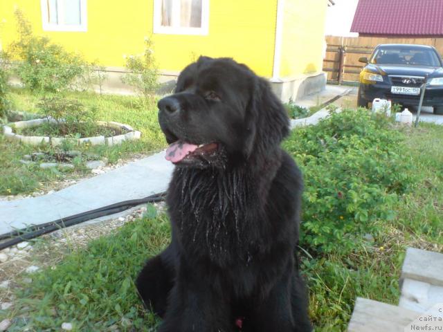 Фото: ньюфаундленд Severtan Urri (Севертан Урри)