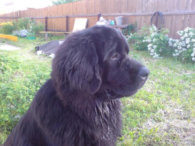 Фото: ньюфаундленд Severtan Urri (Севертан Урри)