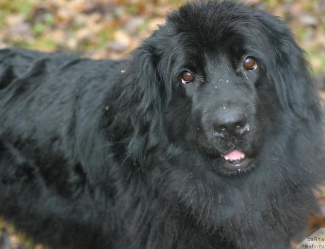 Фото: ньюфаундленд Vojdi Atlantidyi Gabbi (Вожди Атлантиды Габби)