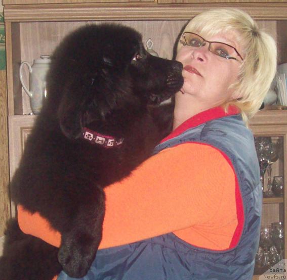 Фото: ньюфаундленд Lyubov' Zemnaya (Любовь Земная), Ol'ga Portnyakova (Ольга Портнякова)