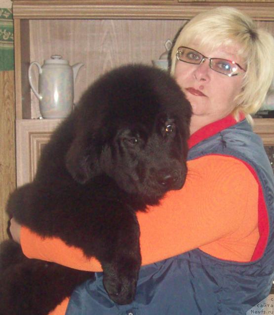 Фото: ньюфаундленд Lyubov' Zemnaya (Любовь Земная), Ol'ga Portnyakova (Ольга Портнякова)