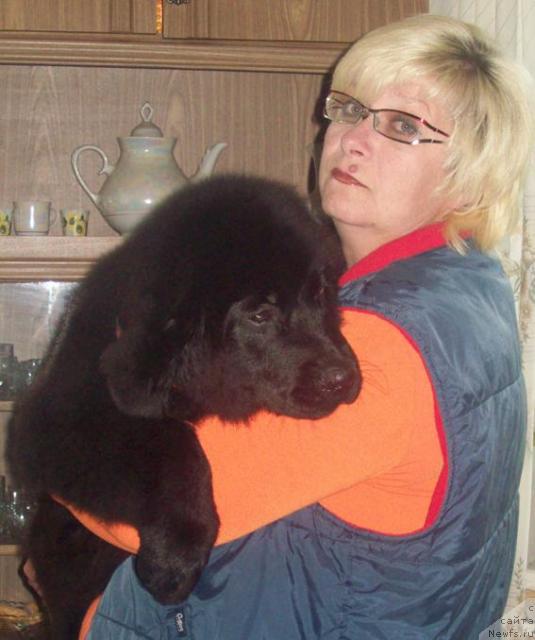 Фото: ньюфаундленд Lyubov' Zemnaya (Любовь Земная), Ol'ga Portnyakova (Ольга Портнякова)