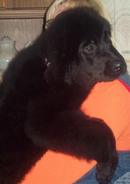 Фото: ньюфаундленд Lyubov' Zemnaya (Любовь Земная), Ol'ga Portnyakova (Ольга Портнякова)