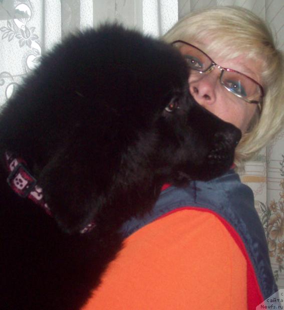 Фото: ньюфаундленд Lyubov' Zemnaya (Любовь Земная), Ol'ga Portnyakova (Ольга Портнякова)
