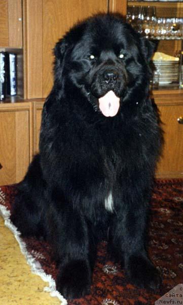 Фото: ньюфаундленд Kumir iz Medvejyego Yara (Кумир из Медвежьего Яра)