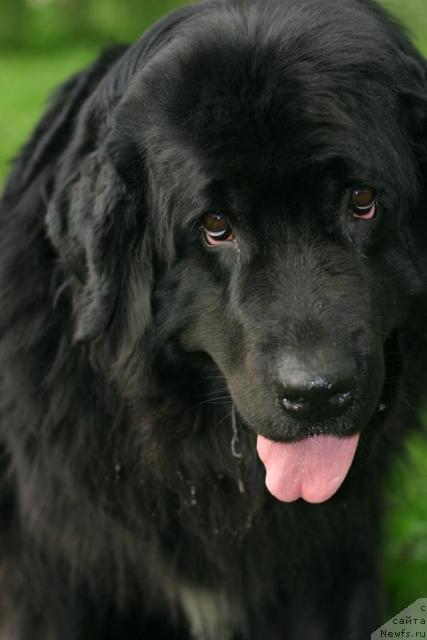 Фото: ньюфаундленд Vojdi Atlantidyi Gabbi (Вожди Атлантиды Габби)