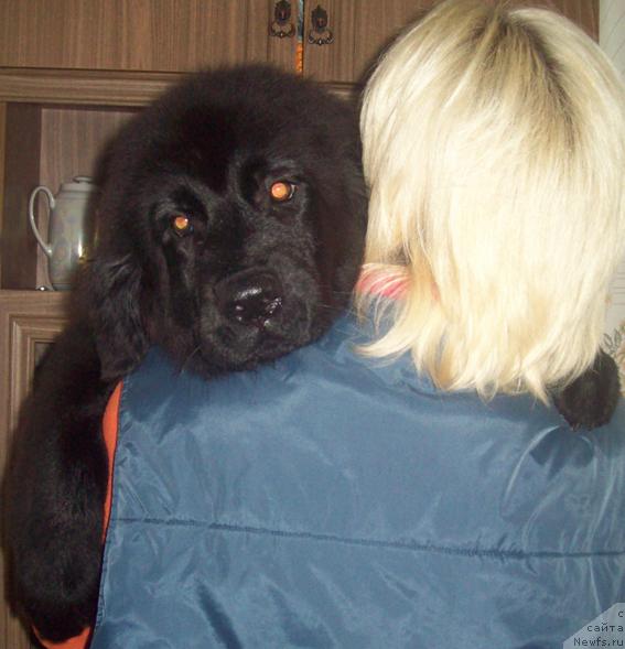 Фото: ньюфаундленд Lyubov' Zemnaya (Любовь Земная), Ol'ga Portnyakova (Ольга Портнякова)