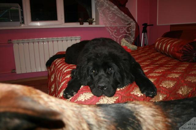 Фото: Farida Siryazeva (Фарида Сирязева), ньюфаундленд Love Story iz Tihogo Omuta (Лав Стори из Тихого Омута)