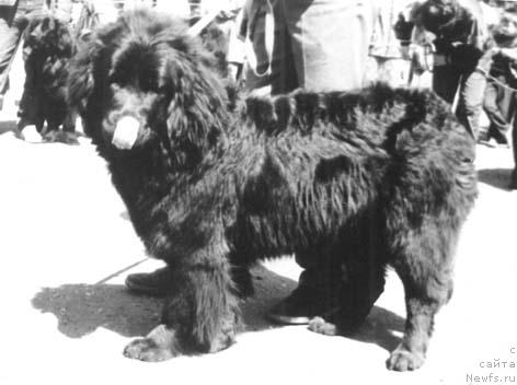 Фото: ньюфаундленд Jannet Admi Ni of Layf Seyver (Жаннет Адми Ни оф Лайф Сейвер)