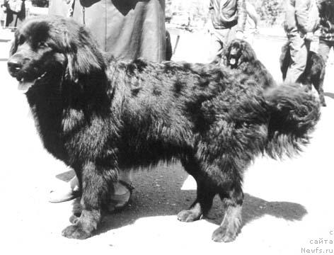 Фото: ньюфаундленд Gloriya Palvi of Layf Seyver (Глория Палви оф Лайф Сейвер)