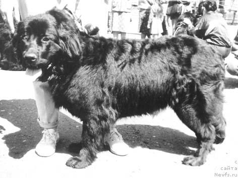 Фото: ньюфаундленд Gabriyella Palvi of Layf Seyver (Габриэлла Палви оф Лайф Сейвер)