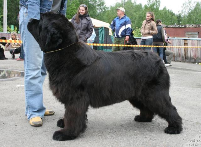 Фото: ньюфаундленд Dikaya Orchidea ot Sibirskogo Medvedja (Дикая Орхидея от Сибирского Медведя)