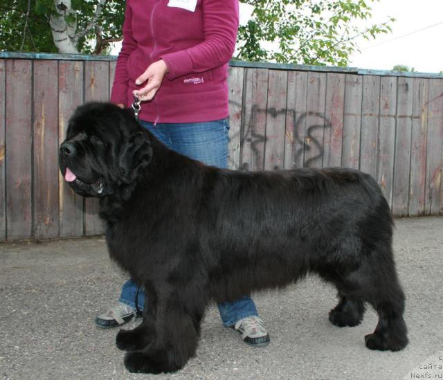 Фото: ньюфаундленд Dynasty Queen iz Medvejyego Yara (Династия Квин из Медвежьего Яра)