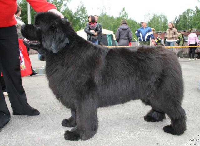 Фото: ньюфаундленд Vikontessa iz Medvejyego Yara (Виконтесса из Медвежьего Яра)