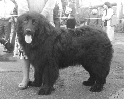 Фото: ньюфаундленд Nord Litl Rok Gretes Dia of Layf Seyver (Норд Литл Рок Гретес Диа оф Лайф Сейвер)