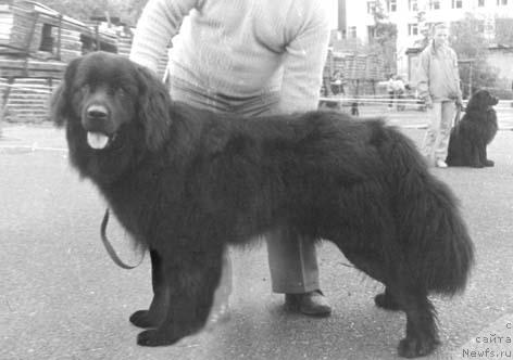 Фото: ньюфаундленд Klayd Ros of Layf Seyver (Клайд Рос оф Лайф Сейвер)