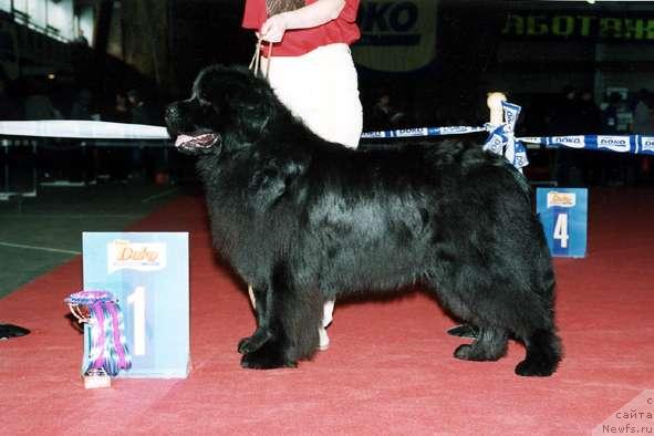 Фото: ньюфаундленд Kumir iz Medvejyego Yara (Кумир из Медвежьего Яра)