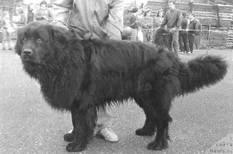 Фото: ньюфаундленд Astor Uilant (Астор Уилант)