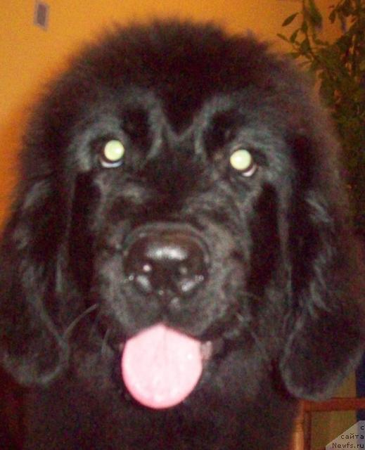 Фото: ньюфаундленд Lyubov' Zemnaya (Любовь Земная)