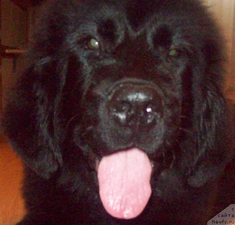 Фото: ньюфаундленд Lyubov' Zemnaya (Любовь Земная)