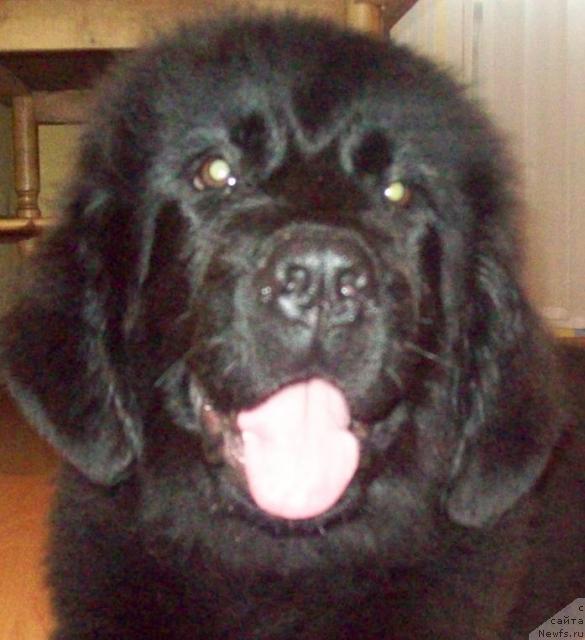 Фото: ньюфаундленд Lyubov' Zemnaya (Любовь Земная)