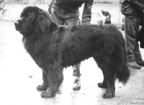 Фото: ньюфаундленд D Byenton Britteks (Д Бэнтон Бриттекс)