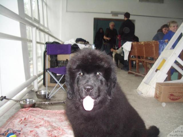 Фото: ньюфаундленд Urman Taejnyiy ot Sibirskogo Medvedya (Урман Таежный от Сибирского Медведя)