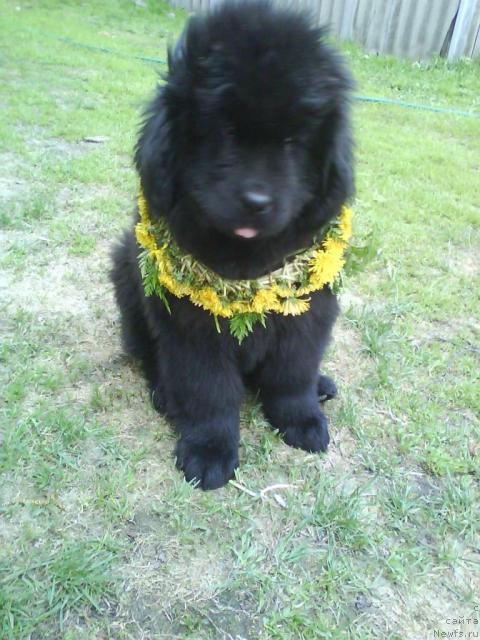 Фото: ньюфаундленд Urman Taejnyiy ot Sibirskogo Medvedya (Урман Таежный от Сибирского Медведя)