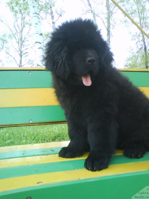 Фото: ньюфаундленд Urman Taejnyiy ot Sibirskogo Medvedya (Урман Таежный от Сибирского Медведя)