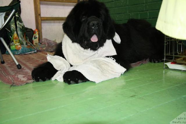 Фото: ньюфаундленд Potap Ceveron (Потап Цеверон)