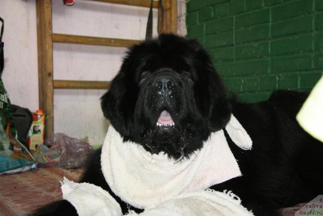 Фото: ньюфаундленд Potap Ceveron (Потап Цеверон)