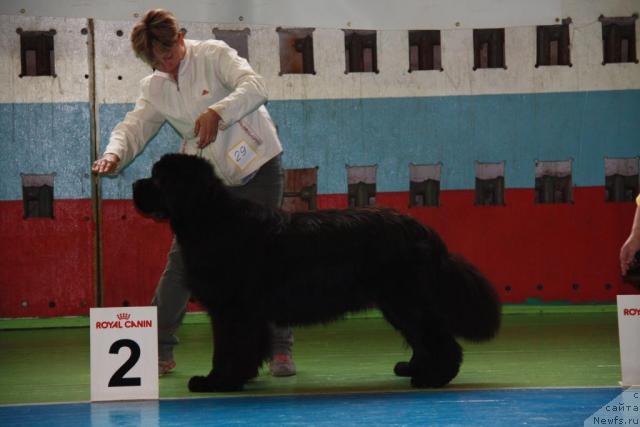 Фото: ньюфаундленд Potap Ceveron (Потап Цеверон), Ekaterina Kuznecova (Екатерина Кузнецова)