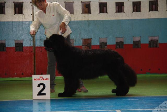 Фото: ньюфаундленд Potap Ceveron (Потап Цеверон), Ekaterina Kuznecova (Екатерина Кузнецова)