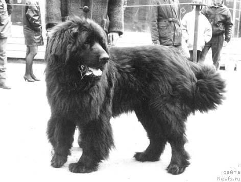 Фото: ньюфаундленд Kardinal Rishel' A Adbess Al'ter YEgo (Кардинал Ришель А Адбесс Альтер Эго)