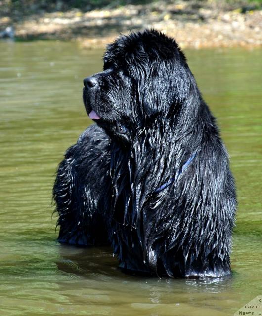 Фото: ньюфаундленд Plyushevaya Panda Kendra Dyurbahler Klab (Плюшевая Панда Кендра Дюрбахлер Клаб)