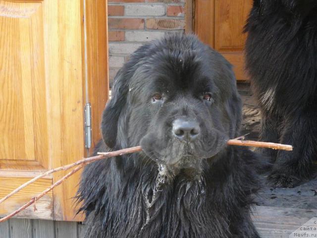 Фото: ньюфаундленд Simuran ot Sibirskogo Medvedya (Симуран от Сибирского Медведя)