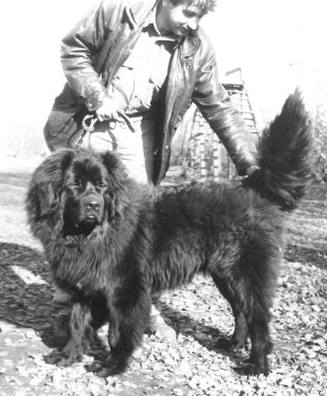 Фото: ньюфаундленд Knyaz' Zabar Seyver (Князь Забар Сейвер)