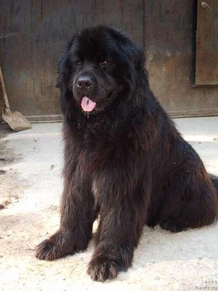 Фото: ньюфаундленд Kumir iz Medvejyego Yara (Кумир из Медвежьего Яра)